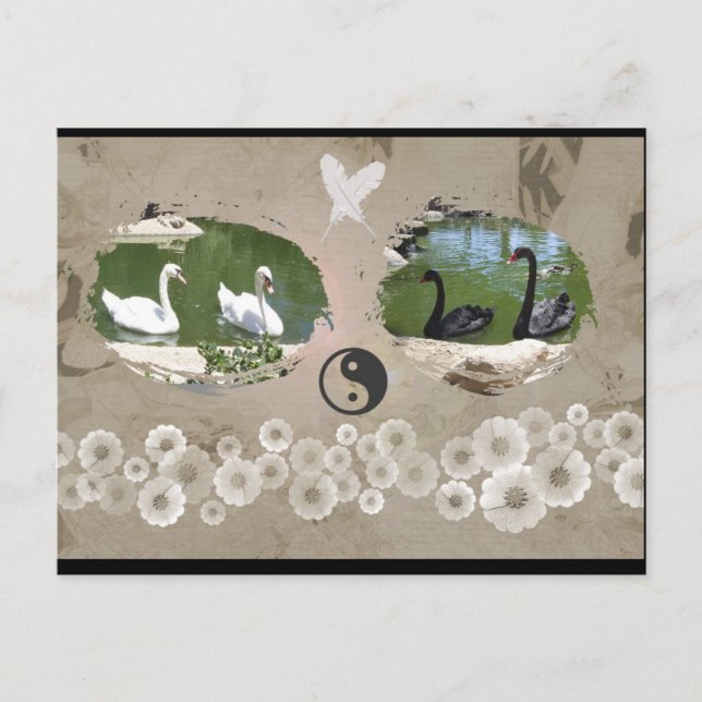 Swan Balance Postcard (Front)