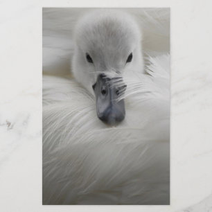 Swan, Beautiful White Feathers, Beauty Comfort