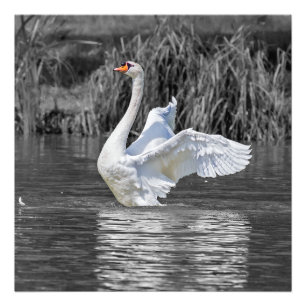 Swan Black and White Photography Photo Print