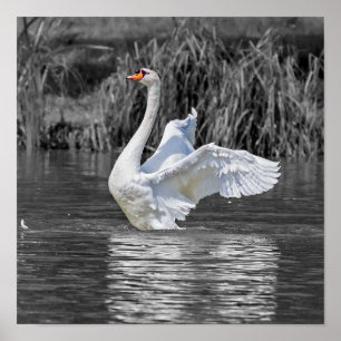 Swan Black and White Photography Poster