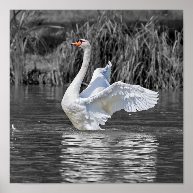 Swan Black and White Photography Poster (Front)