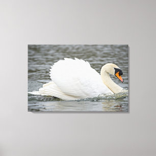 Swan Canvas Print