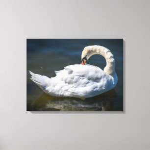 Swan cleaning feathers canvas print