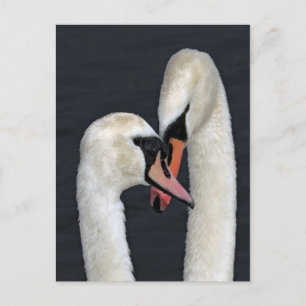 Swan Couple Postcard