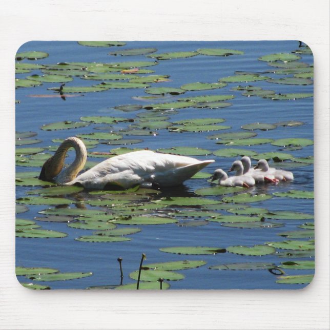 Swan & Cygnets Feeding Mouse Pad (Front)