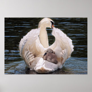 Swan & Cygnets Poster