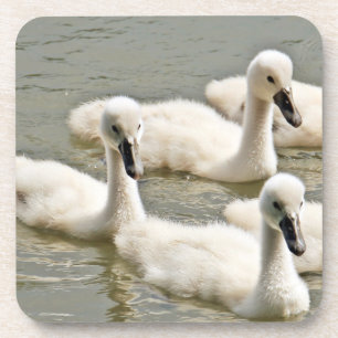 Swan Cygnets Swimming Coaster