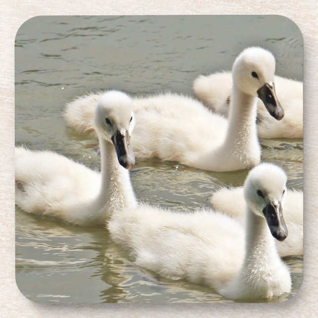 Swan Cygnets Swimming Coaster (Front)