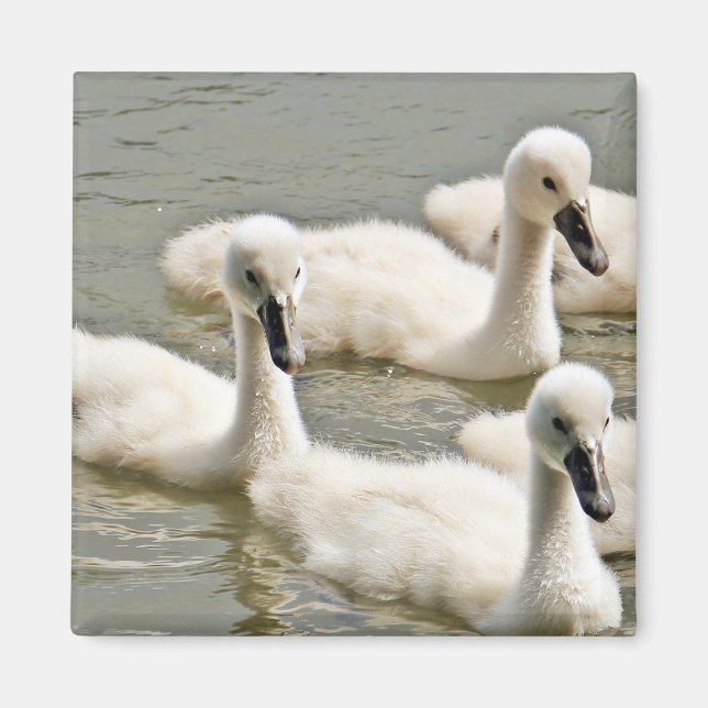 Swan Cygnets Swimming Magnet (Front)