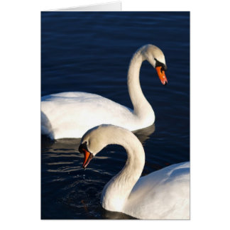 Swan Duet