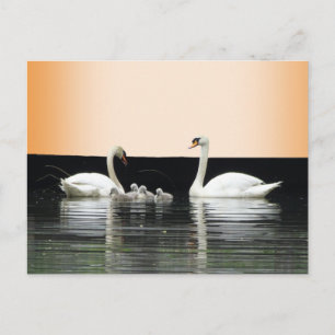 Swan Family Cust. BG Colour DIY Postcard