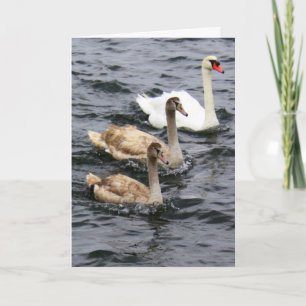 Swan Family - Happy Mother's Day Card