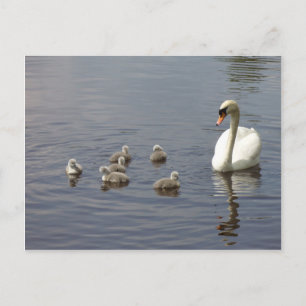 Swan family in water postcard