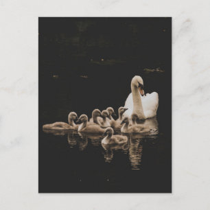 Swan Family, postcard