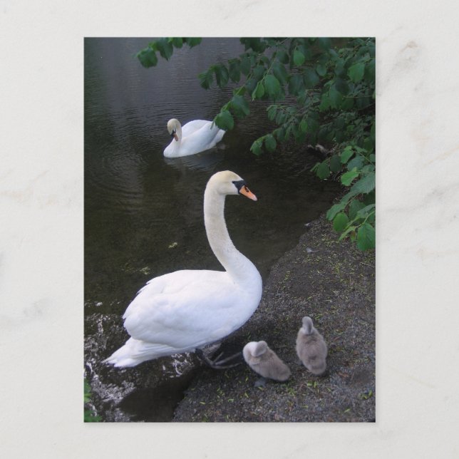 swan family - postcard (Front)