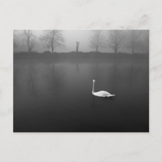 Swan, foggy morning postcard