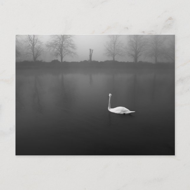Swan, foggy morning postcard (Front)