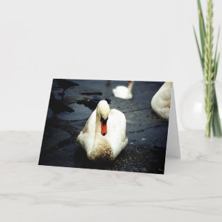 Swan – Galway, Ireland Card