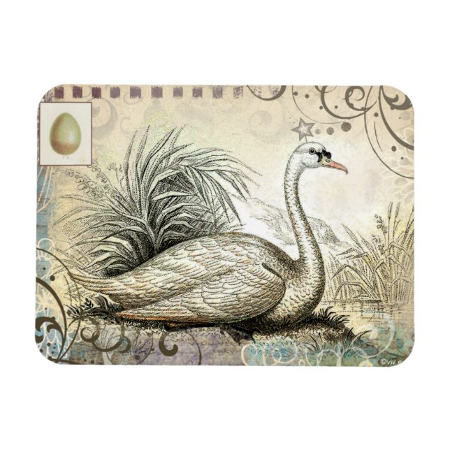 Swan Graphic Magnet (Horizontal)