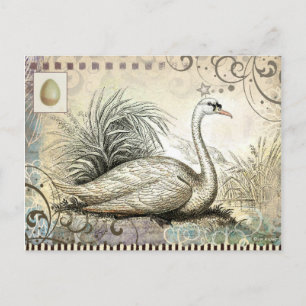 Swan Graphic Postcard