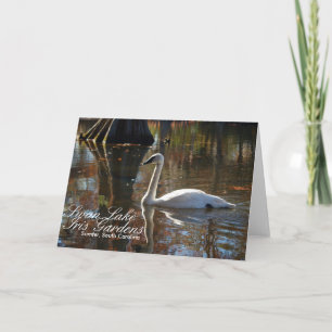 Swan Greeting Card