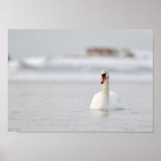 Swan in a frozen sea landscape poster