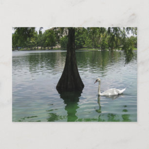 Swan Lake Elegant Wildlife Bird Photography Postcard
