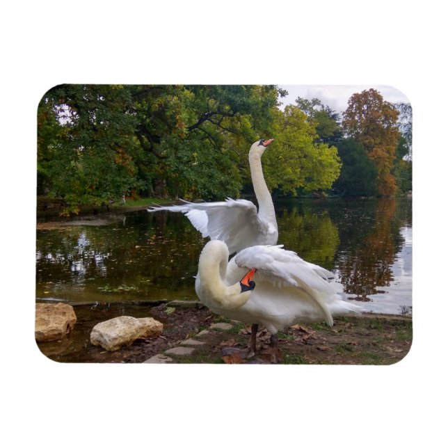 Swan lake magnet (Horizontal)