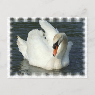 Swan Lake Postcard