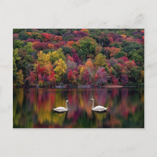 Swan Lake Postcard
