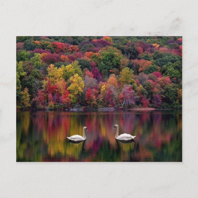 Swan Lake Postcard (Front)