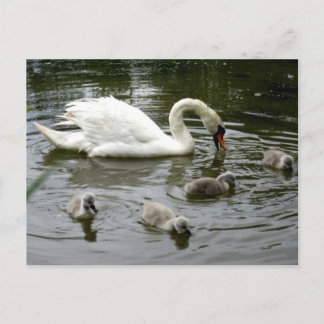 Swan Lake Postcard