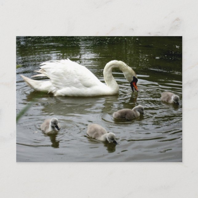 Swan Lake Postcard (Front)
