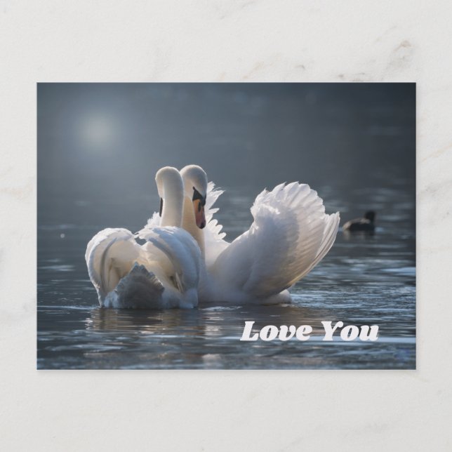 Swan-Love- Postcard (Front)