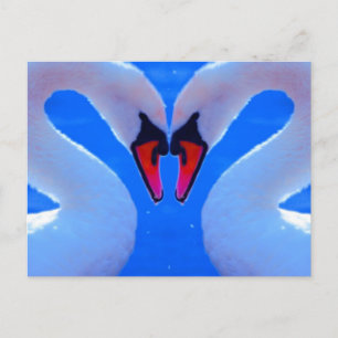 Swan Love, Romantic Heart Shaped Necks Postcard