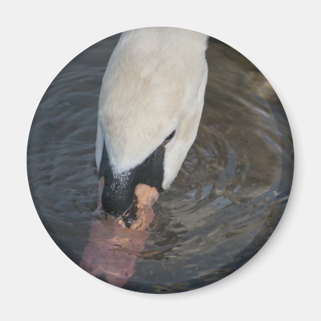 Swan Magnet (Front)