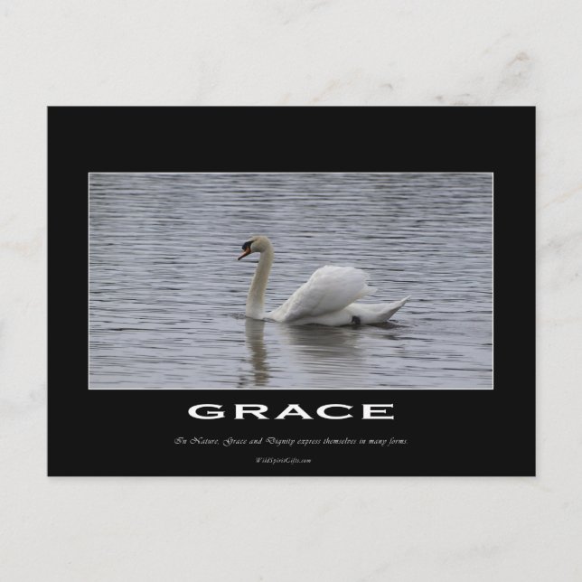 Swan Motivational Gifts Postcard (Front)