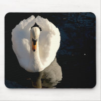 Swan