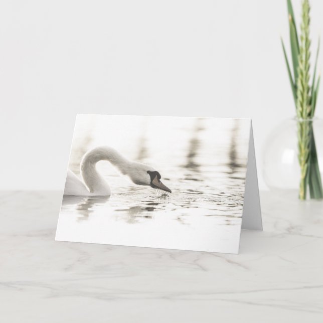 Swan Nature Photo Card (Front)