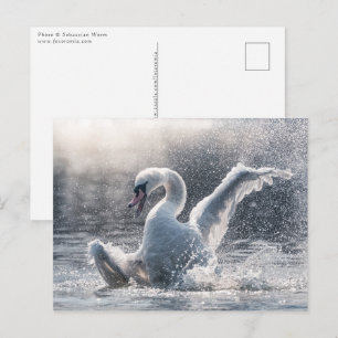 Swan Nature Photo Card
