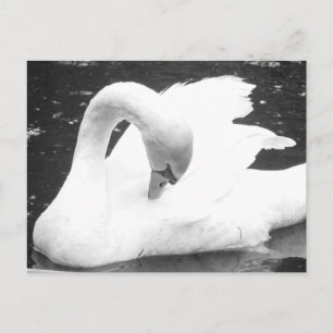 Swan of the Lake--Black and White Postcard