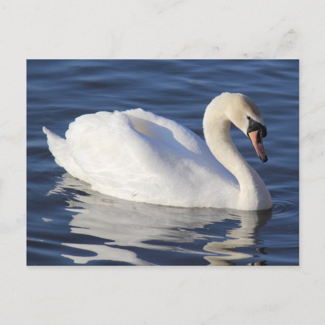 Swan on a Lake Postcard (Front)