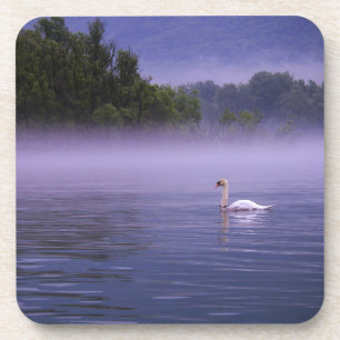 Swan on lake coaster