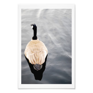 Swan on Lake Colour Poster Photo