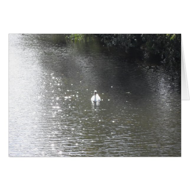 Swan on River (Front Horizontal)