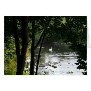 Swan on the River II