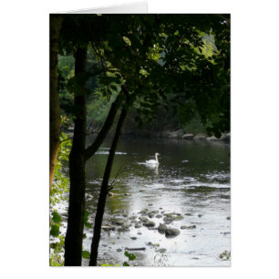 Swan on the River II Vertical