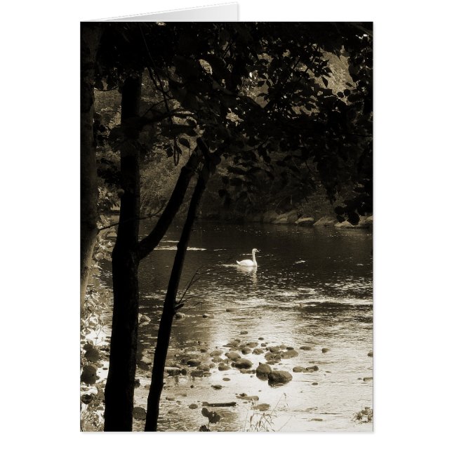 Swan on the River - Vertical. (Front)