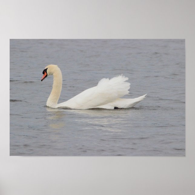 Swan Photo Poster (Front)