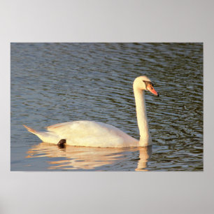 Swan Photo Poster